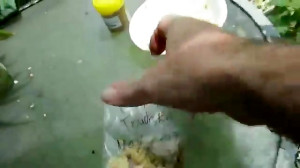 پرورش گیاهان مختلف