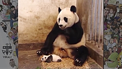 ویدئوی وایرال بچه پاندا (اصلاح...