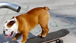 وایرال ویدئوی سگ اسکیت سوار -...