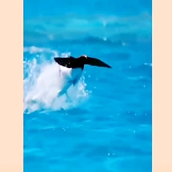 شکار، پرنده توسط کوسه