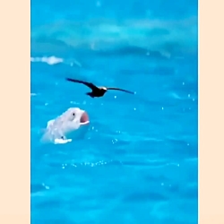 شکار، پرنده توسط کوسه