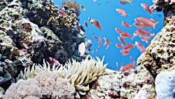 سفری جذاب به دنیای زیر آب | گش...