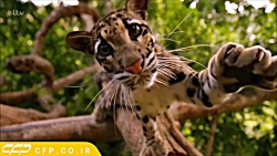 حیات وحش دیدنی (پلنگ ابری)