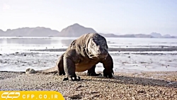 کلیپ فوق العاده حیات وحش (حتما...