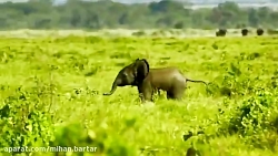 محافظت فیل از گله اش در مقابل شیرها