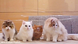 فرق گربه های باهوش و خنگ