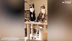 کلیپ شاد و خنده دار حیوانات  گ...