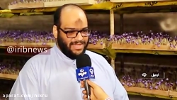 کشت و برداشت زعفران بدون خاک و...