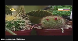 درباره نگه داری کاکتوس ها
