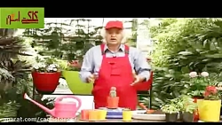 آشنایی با کاکتوس ها خواص آن ها و نحوه ی تکثیر