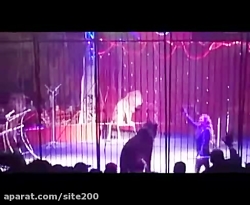 حمله شیر به زن مصری در سیرک
