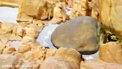 شکار حیرت آور خرچنگ توسط اختاپ...