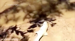 دزدی سفره ماهی از ماهیگیر