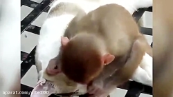 بازی خنده دار گربه و میمون