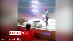 حمله وحشتناک ببر به اسب در سیر...