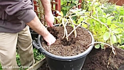 طلا بکاریم!  برداشت سیب زمینی...