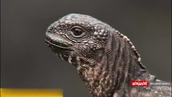 جدال مرگ و زندگی در حیات وحش