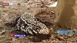 بانویی که ملکه مارها شد