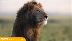 حیات وحش جذاب: جدال خوفناک شیر...