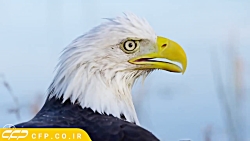 حیات وحش دیدنی: پرندگان زیبا (...