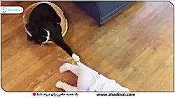 خنده دار ترین هااااای بچه ها...