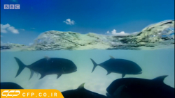 حیات وحش ترسناک: شکار پرنده تو...