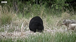 حمله گله ی گرگها به خرس گرسنه...