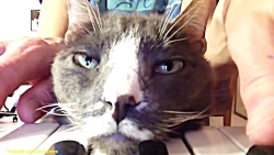 کلیپ خنده دار از گربه های بانم...