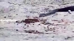 خوردن مار توسط مار شاه کبرا خط...