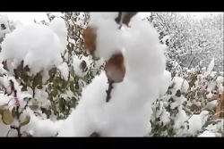 موسیقی تصویر برف