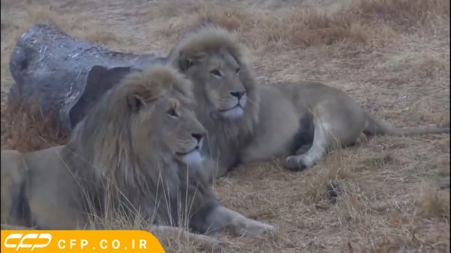 حیات وحش: حمله شیر به انسان (ح...