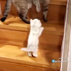 بهترین صدا گذاری روی حیوانات ب...