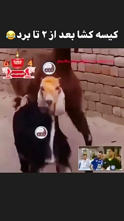 شادی بعد از گل استقلالی ها! (ل...