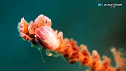 روش غذا خوردن خرچنگ هیگز پورسل...