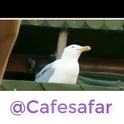 پرنده ای که از ته دل قهقه میزن...