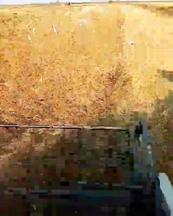 برداشت برنج اهواز