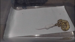 وقتی موش بیچاره سه بار لب های...