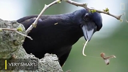 مستند حیات وحش کلاغ باهوش و زی...