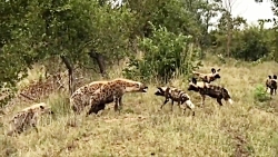 حمله های وحشتناک در حیات وحش