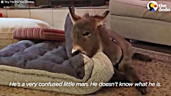 خر کوچولو فکر می کنه سگِ