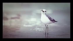 انیمیشن کوتاه پایپر برنده جایز...