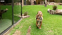 حیات وحش با حیوونای بامزه