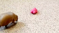 حیوانات عجیب خانگی مورچه خوار