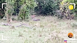 نبرد سهمگین پلنگ و مار پیتون غ...