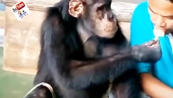 کلیپ خنده دار حیوانات