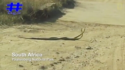 مبارزه دو مار نر برای رسیدن به...