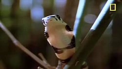 خورده شدن مار آبی توسط مار کبر...