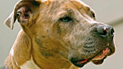 ۱۰ تا از خطرناک ترین نژادهای س...