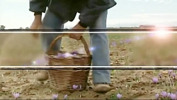 برداشت زعفران در اسکاتلند