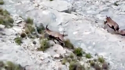 فصل جفتگیری و جدال کل های جوان